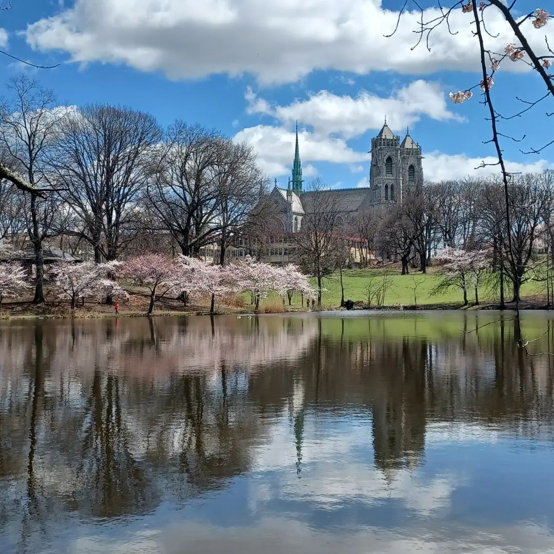 Landscape shot of lake at Branch Brook Park with cherry blossom trees and Cathedral Basilica of the Sacred Heart in the background. Photo by Instagram user @micshgbs.