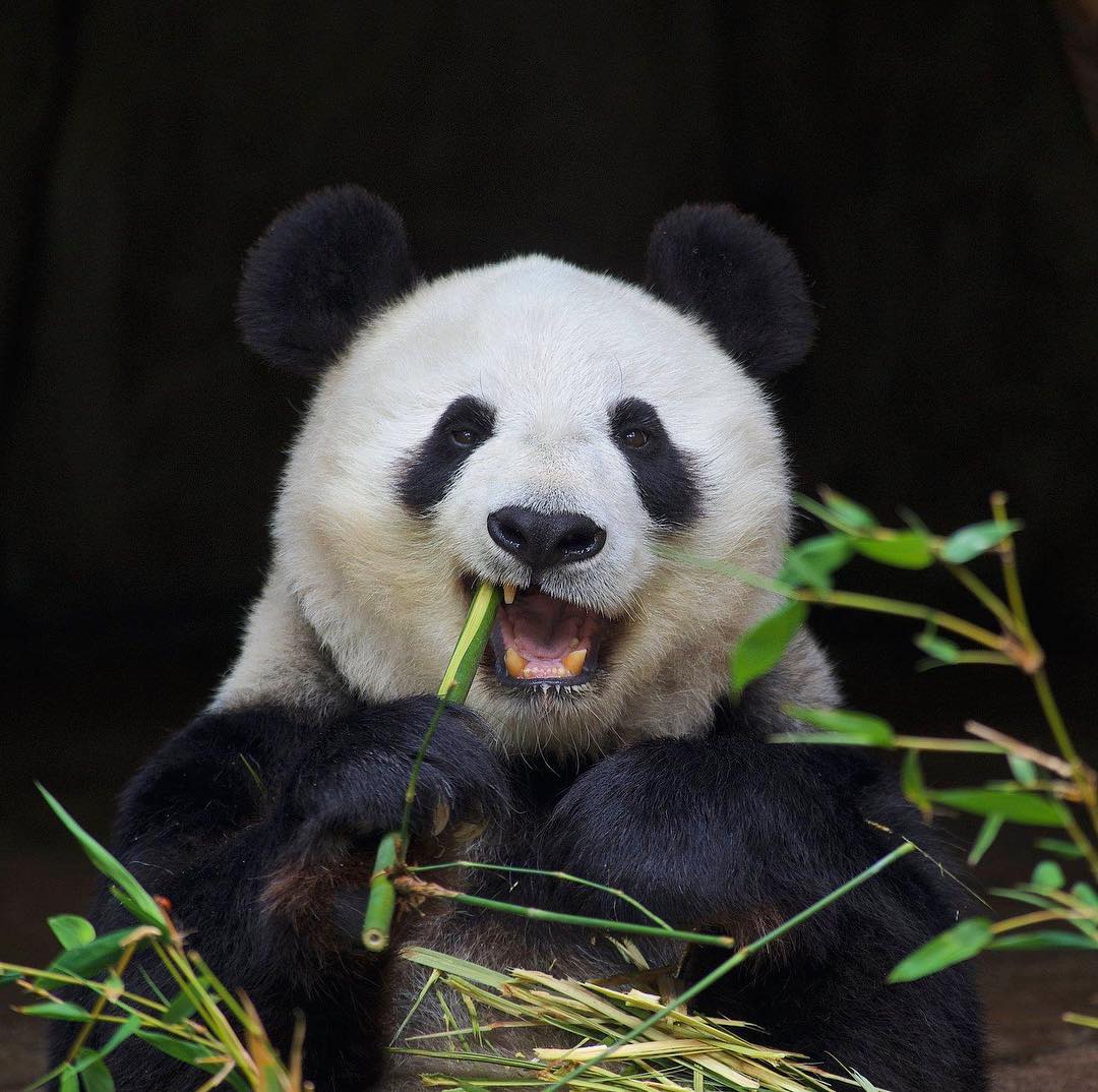 Adult female panda sits down and chews on a piece of plant. Photo by Instagram user @sandiegozoo