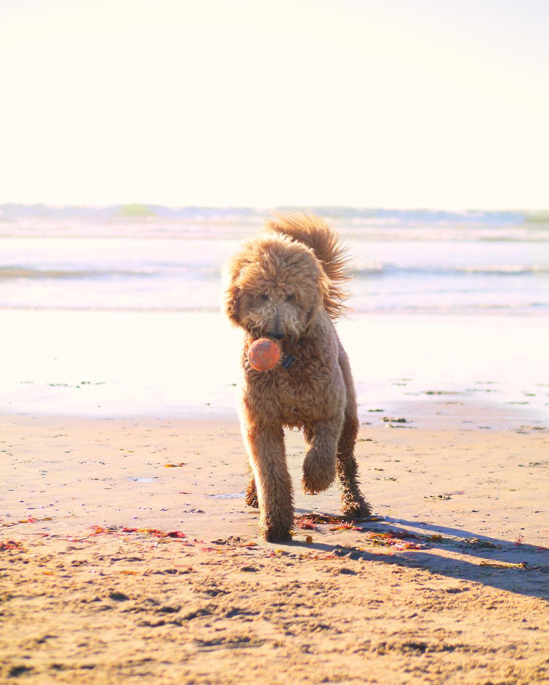 Golden Doodle dog plays with a ball on the beach. Photo by Instagram user @montanathedood