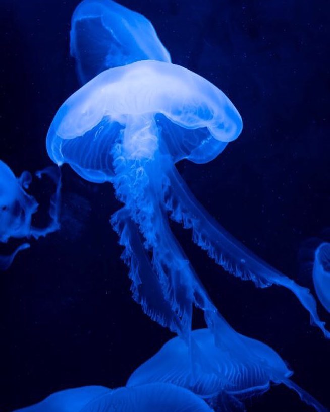 white jellyfish floating in the dark at the Newport Aquarium in Cincinnati. Photo by Instagram user @newport_aquarium