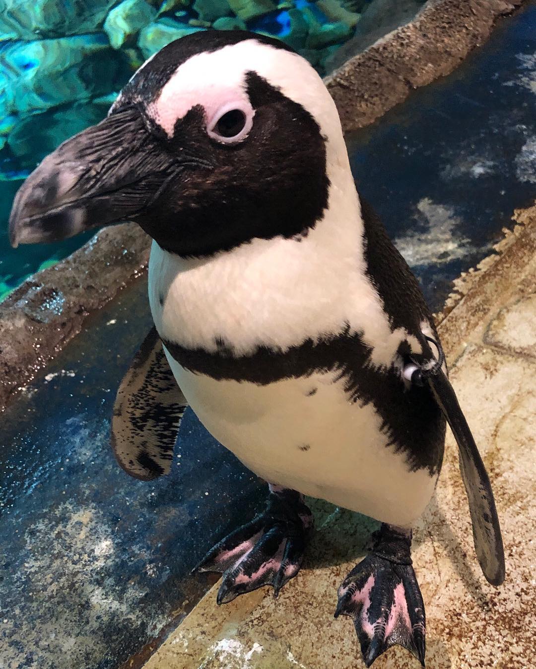 Cute penguin standing at Odysea Aquarium. Photo by Instagram user @odysea.aquarium