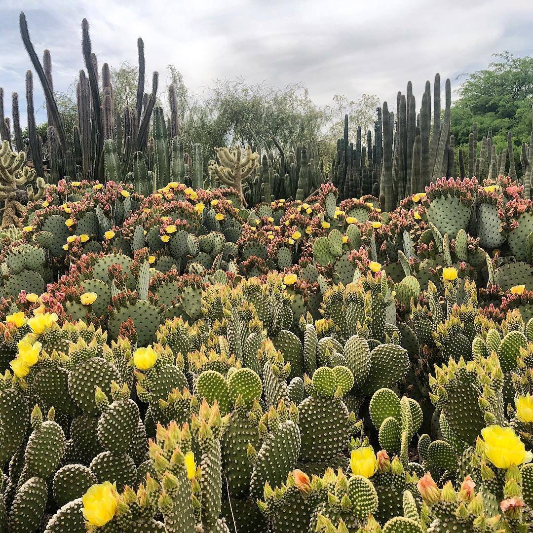 Field of cacti and flowers at the Desert Botanical Garden in Phoenix. Photo by Instagram user @dbgphx