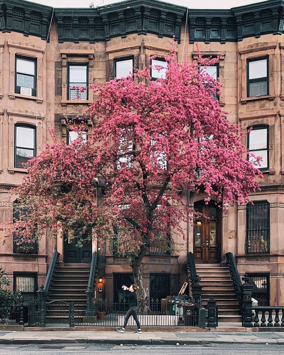 Brownstone home with red tree in front in Park Slope. Photo by Instagram user @yorkvnew