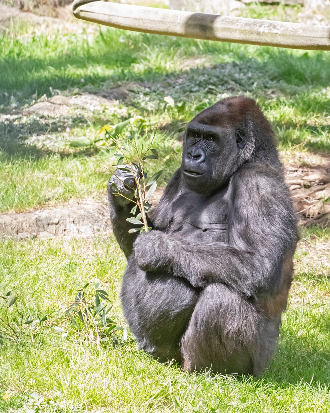 A gorilla in the San Francisco zoo. Photo by Instagram user @sanfranciscozoo