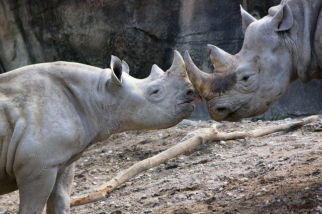 Two rhinos touching their horns together at the Cincinnati Zoo in Ohio. Photo by Instagram user @cincinnatizoo