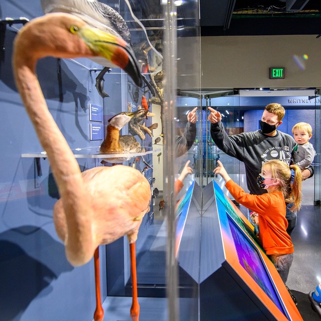 Family observing bird exhibit at the Bell Museum. Photo by Instagram user @bellmuseum.