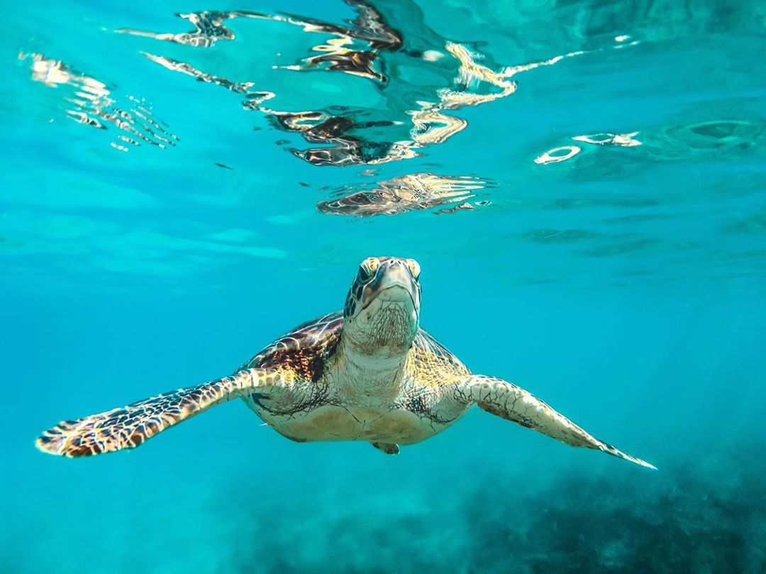 Sea turtle swimming in the water at the Florida Aquarium. Photo by Instagram user @floridaaquarium
