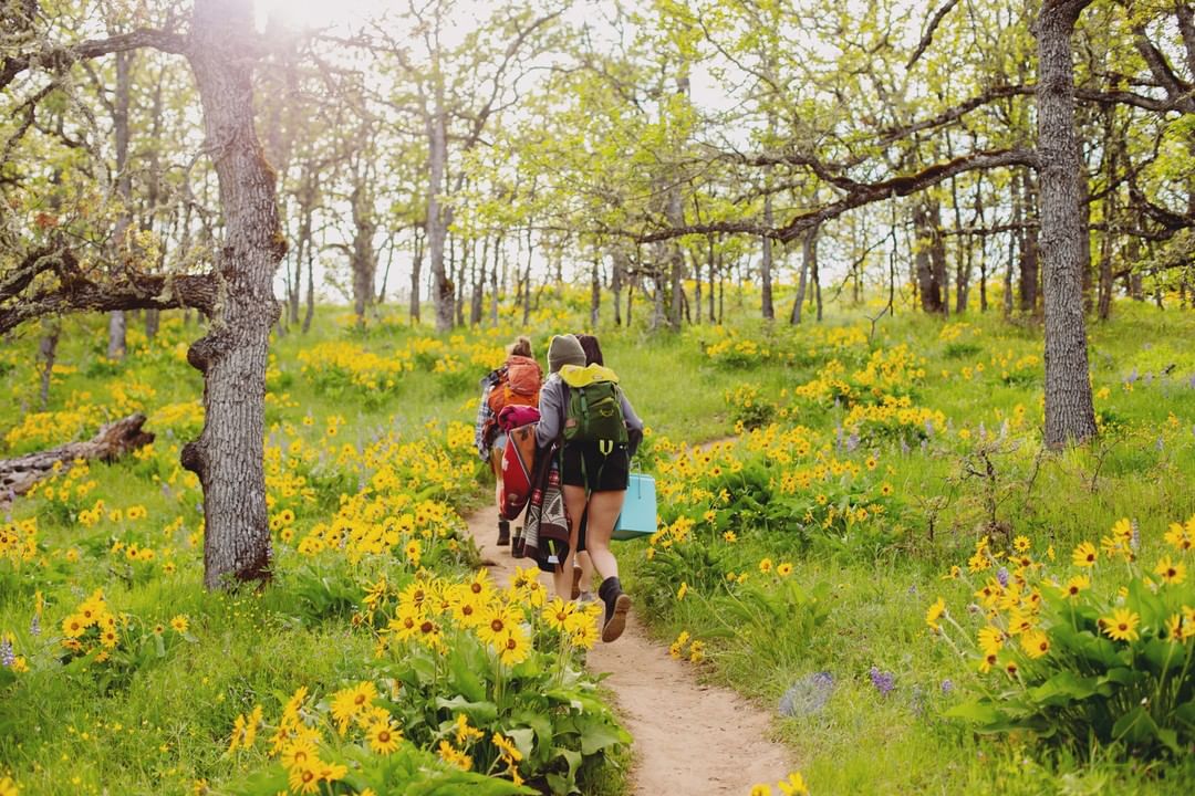 People walking on Columbia River Gorge trail surrounded by yellow flowers. Photo by Instagram user @wildrootsspirits