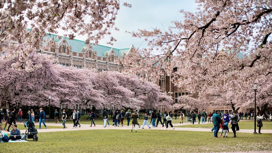 The University of Washington Campus with cherry blossom trees in bloom and students walking in the mid-ground. 