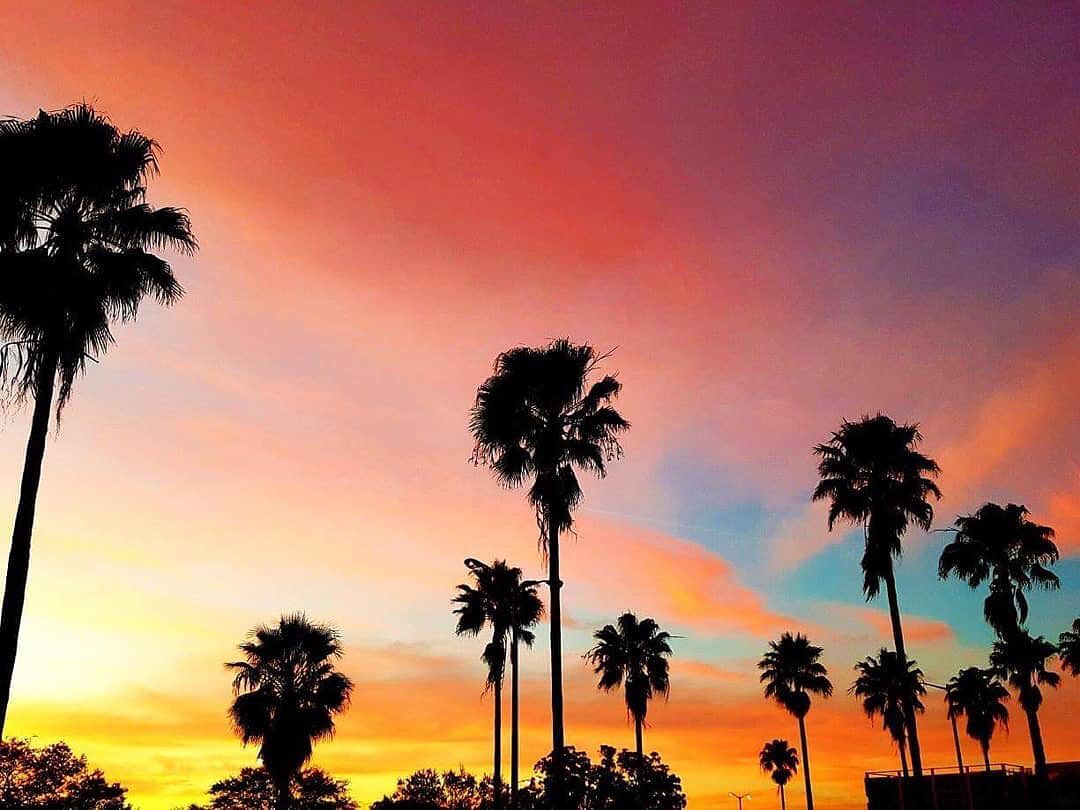 Red yellow sunset in Tampa over palm trees. Photo by Instagram user @floridalust