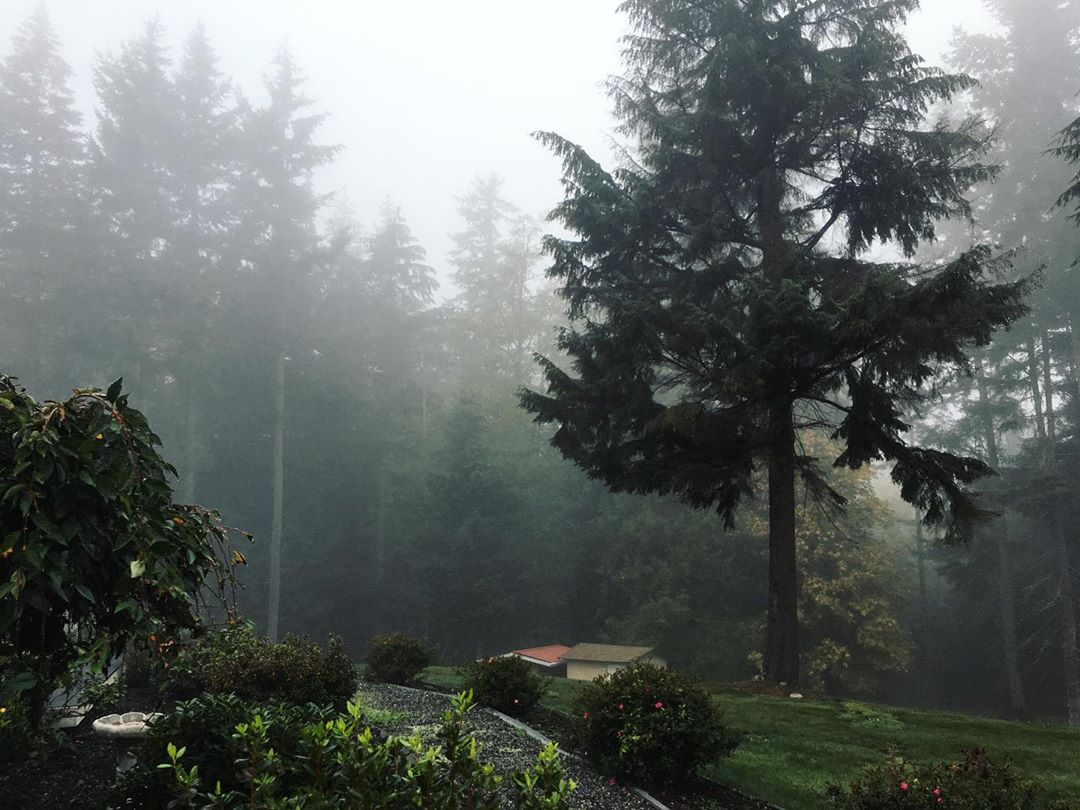 Foggy mist in a forest in Seattle. Photo by Instagram user @anna_rachh_