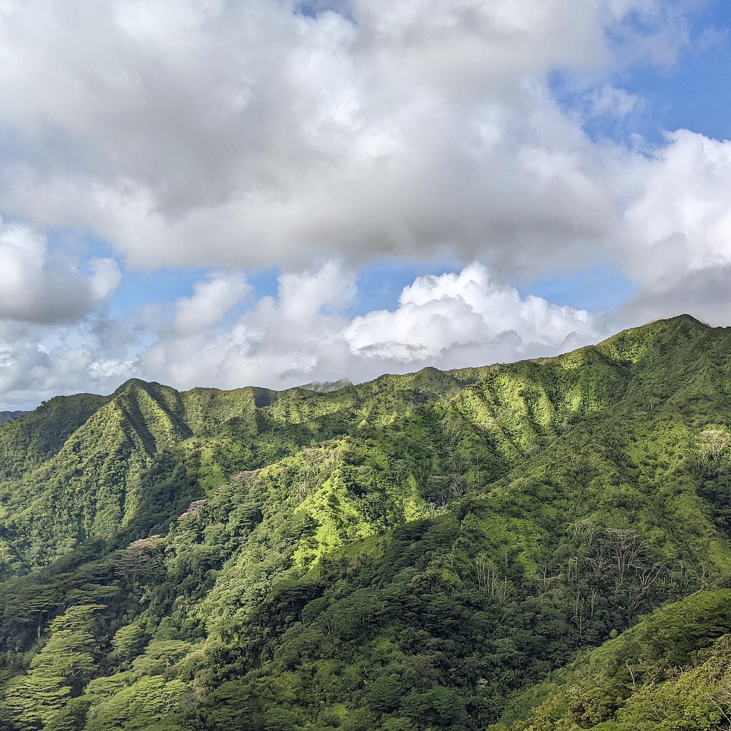 An aerial shot of the Honolulu Watershed Forest Reserve. Photo by Instagram user @adventurestraveller