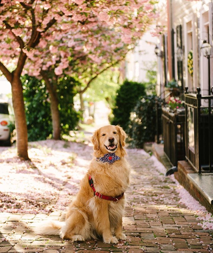 A golden retriever sitting happily in a street covered in fallen pink blossoms. Photo by Instagram user @samanthabrookephoto.