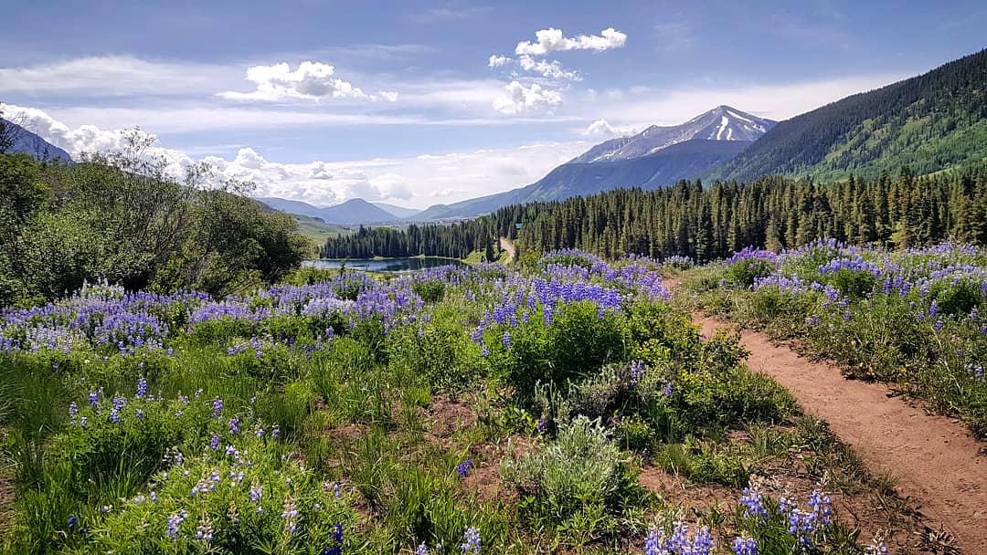 Grassy trail with purple flowers and mountains in the background at Crested Butte, CO. Photo by Instagram user @nicolerbender