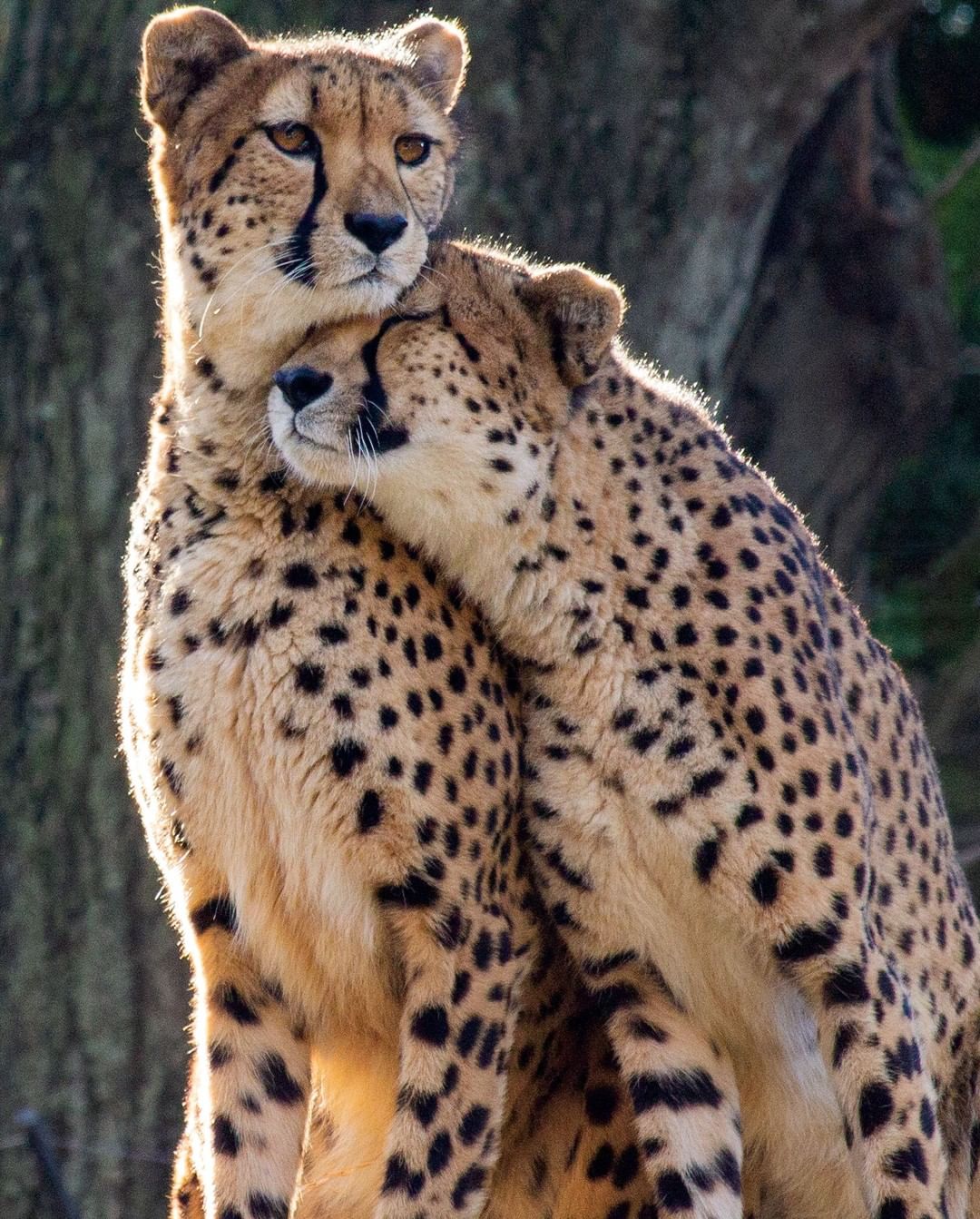 Two cheetahs nuzzling each other. Photo by Instagram user @philadelphiazoo