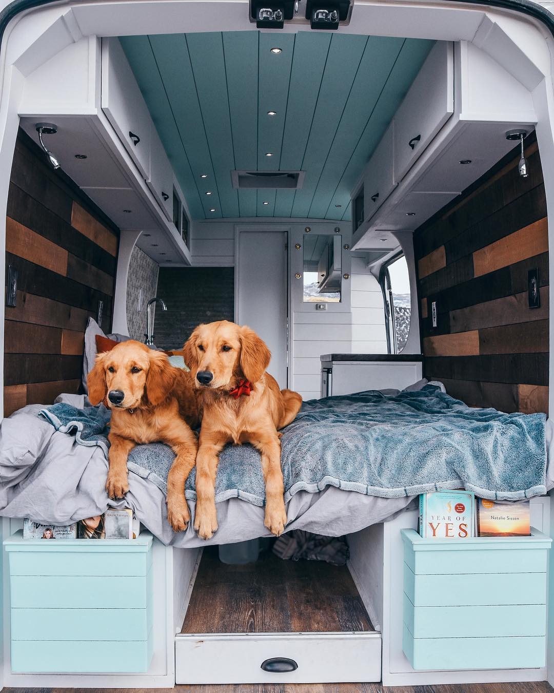 Two brown dogs sitting in a van. Photo by Instagram user @divineontheroad