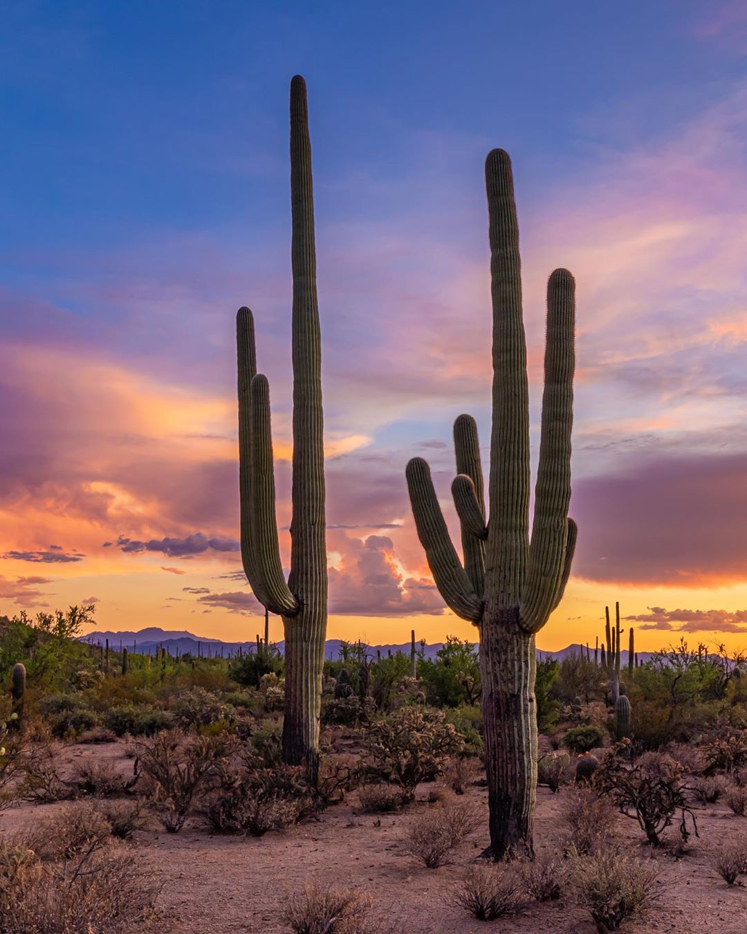 Cacti in a desert at sunset. Photo by Instagram user @marknavarrophoto