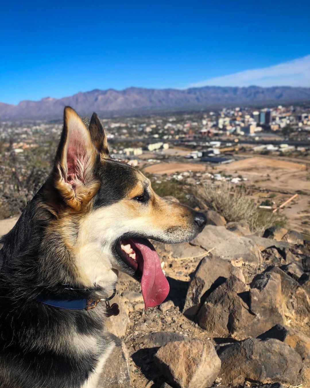 German Shepard Sitting at the top of Sentinel Peak in Tucson. Photo by Instagram user @thatboybalto