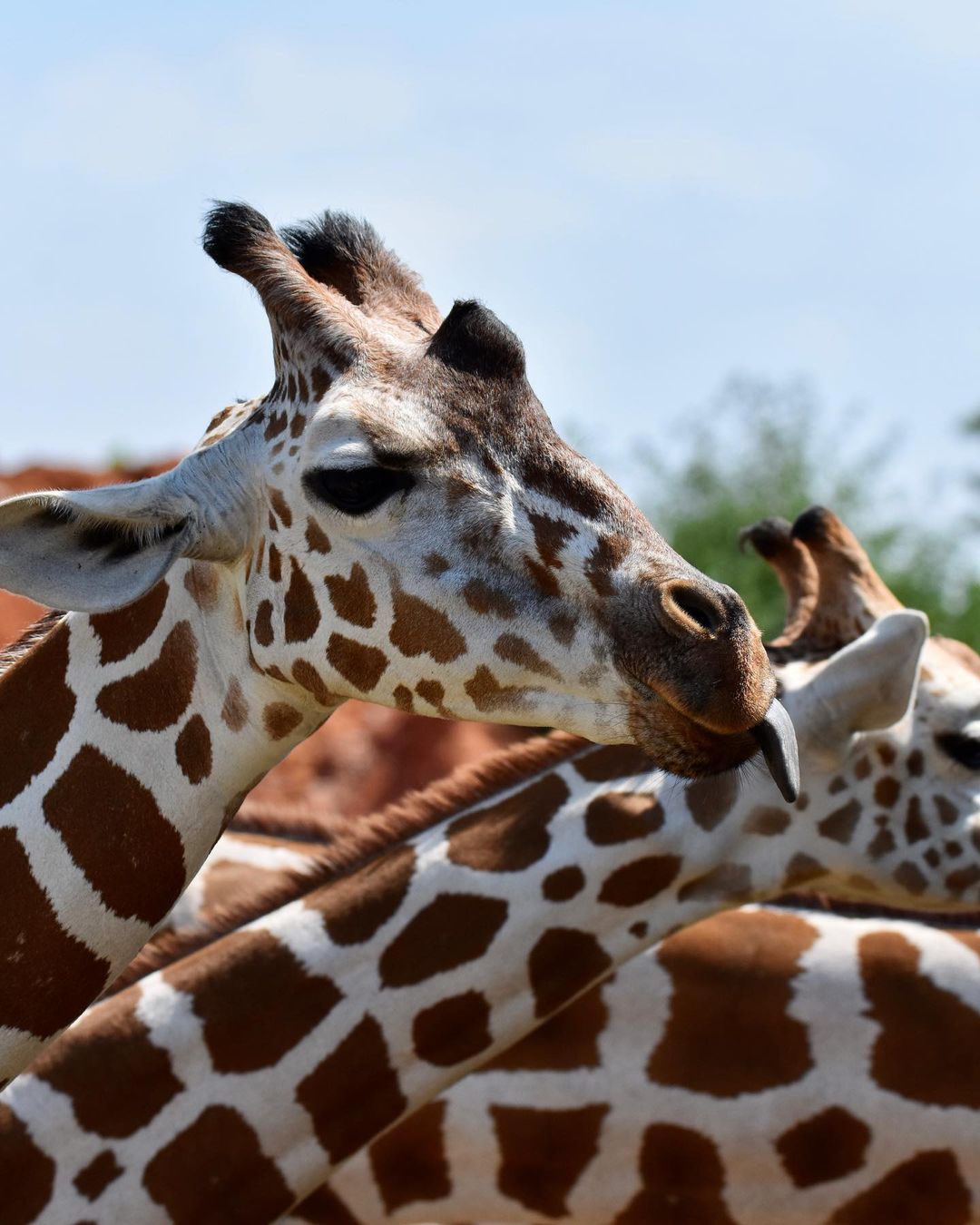 A giraffe sticks out its tongue. Photo by Instagram user @nicolewithnature.