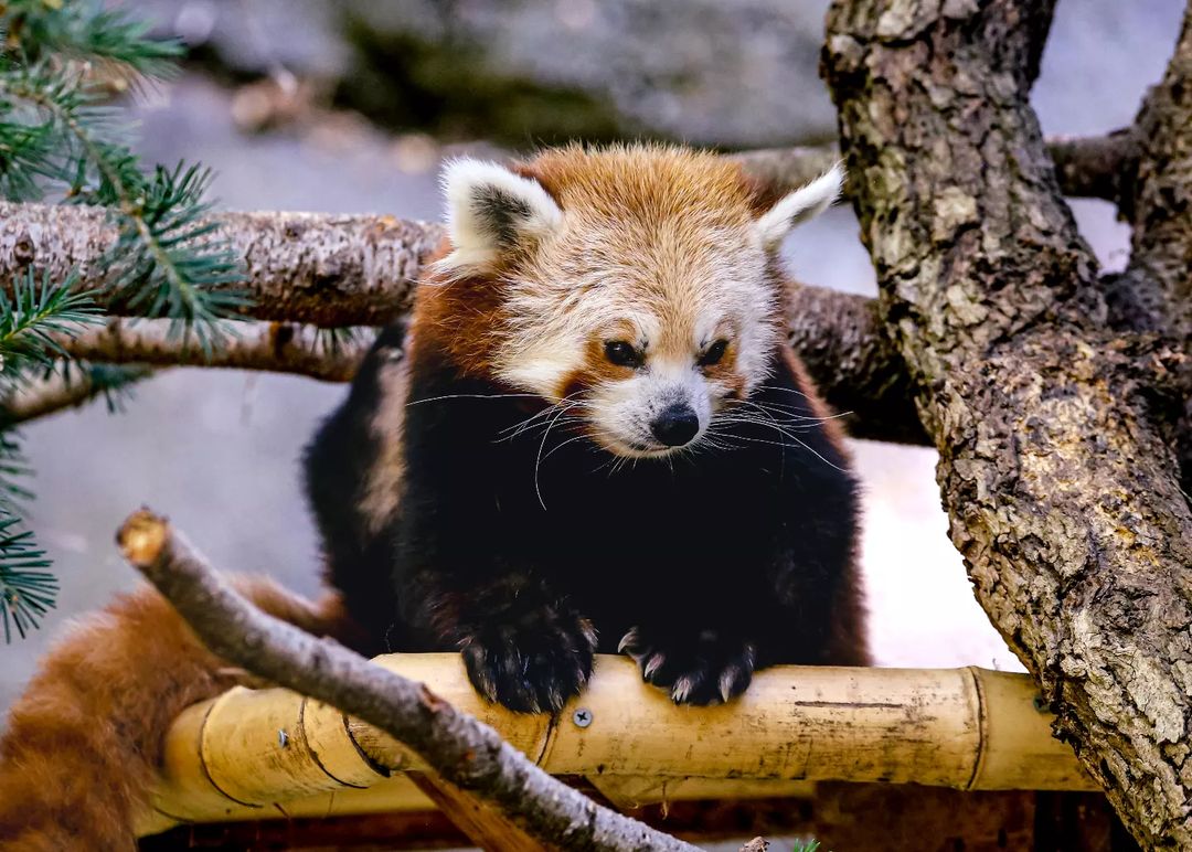 Red panda sitting in a tree at the Sacramento Zoo. Photo by Instagram user @rzafoto.