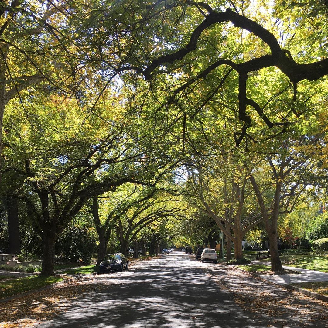 Trees shading a street. Photo by Instagram user @jeromem_us