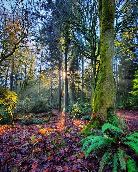 Moss-covered trees with sunlight filtering through them in Point Defiance Park. Photo by Instagram user @roxannecooke.