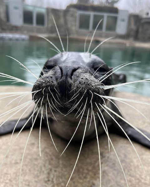 A harbor seal with long whiskers at Point Defiance Zoo and Aquarium. Photo by Instagram user @ptdefiancezoo.