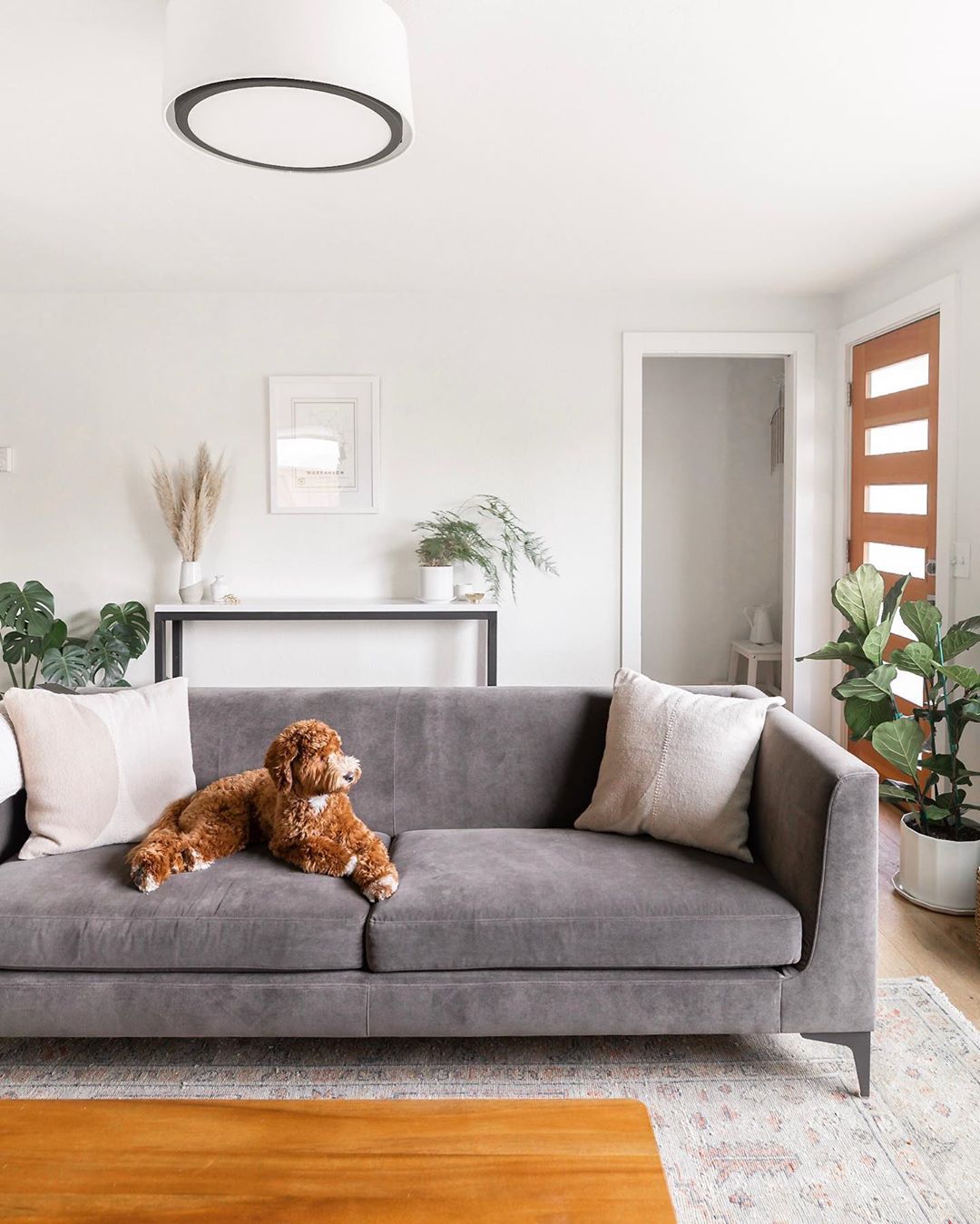 White-painted living room with tan dog on gray couch. Photo by Instagram user @littlecitybungalow