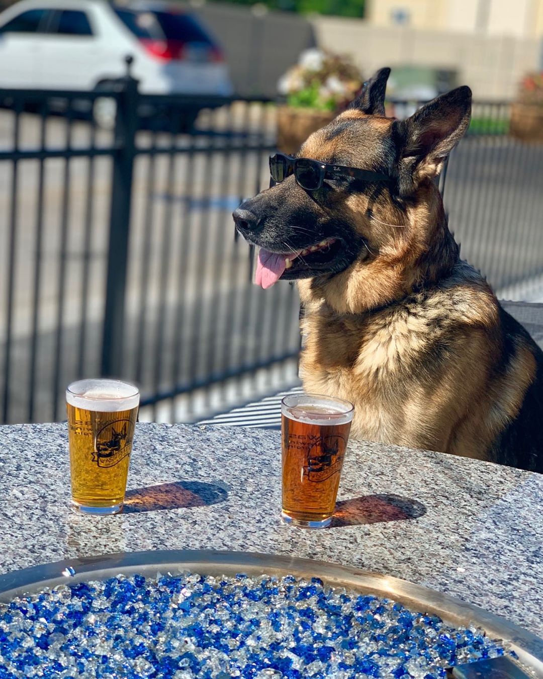 Dog sitting at table wearing sunglasses. Photo by Instagram user @wasserhundbrew