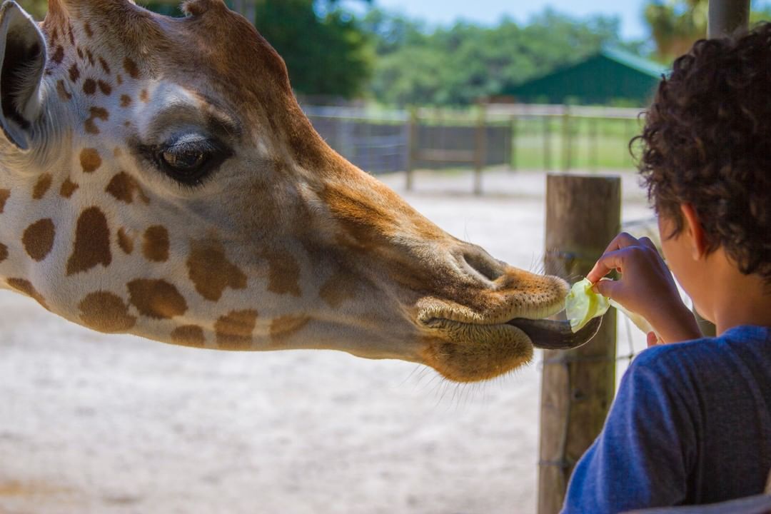 Kid feeding giraffe lettuce. Photo by Instagram user @giraffe_ranch