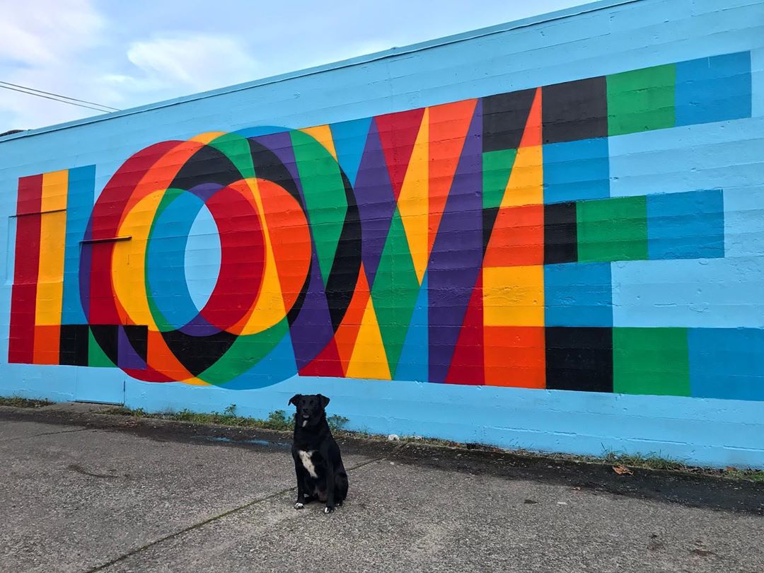 Dog sitting in front of blue wall with love written on it. Photo by Instagram user @knail3dit