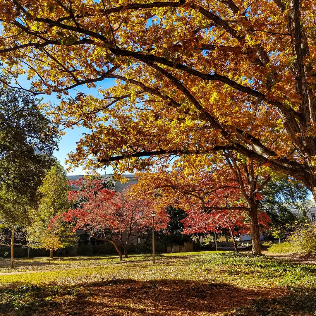 Autumn trees on Columbia's University of South Carolina campus. Image by Instagram user @sarahbphotograph. 