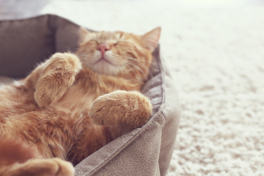 Cat sleeping in pet bed.