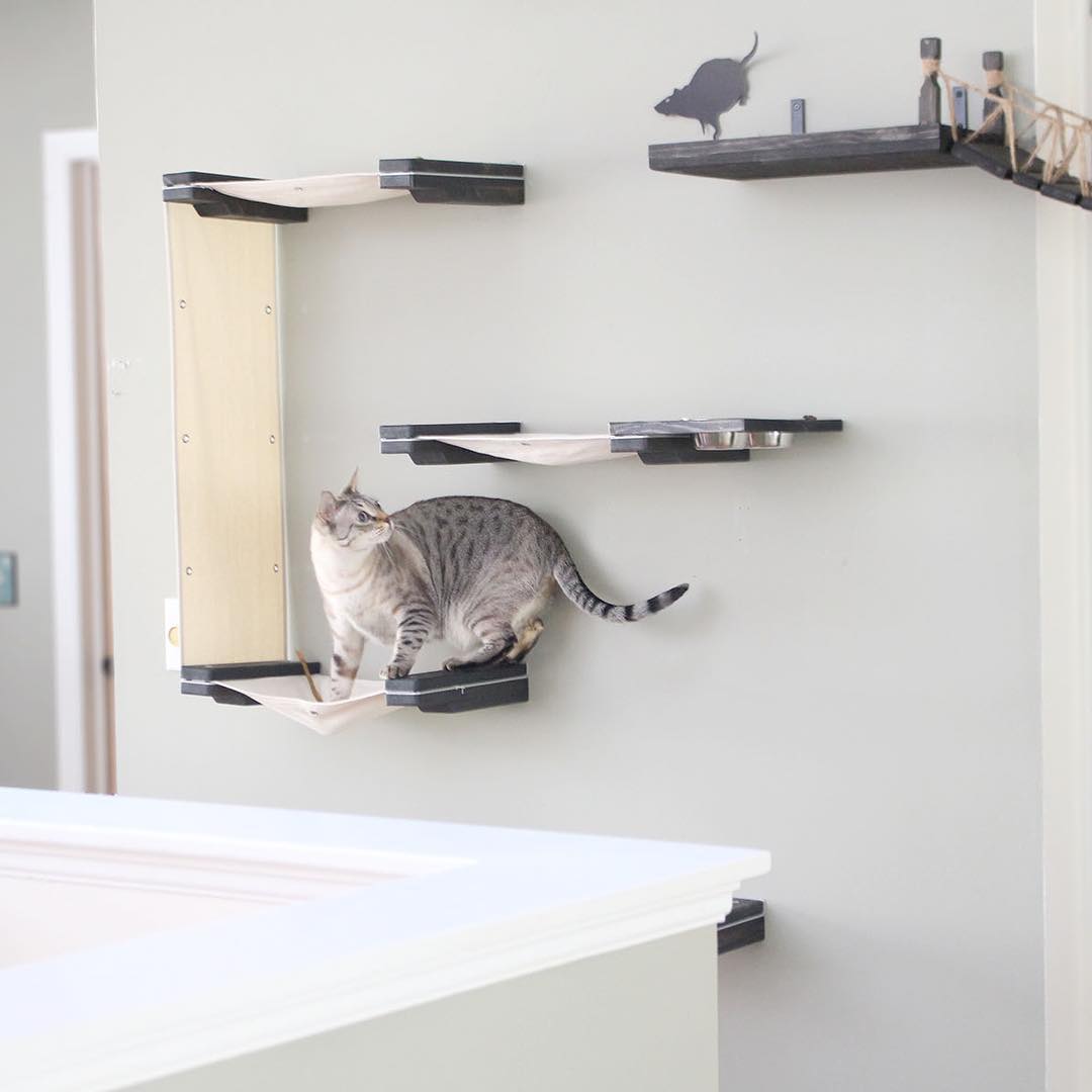 Gray cat walking on platforms attached to wall. Photo by Instagram user @catastrophicreations