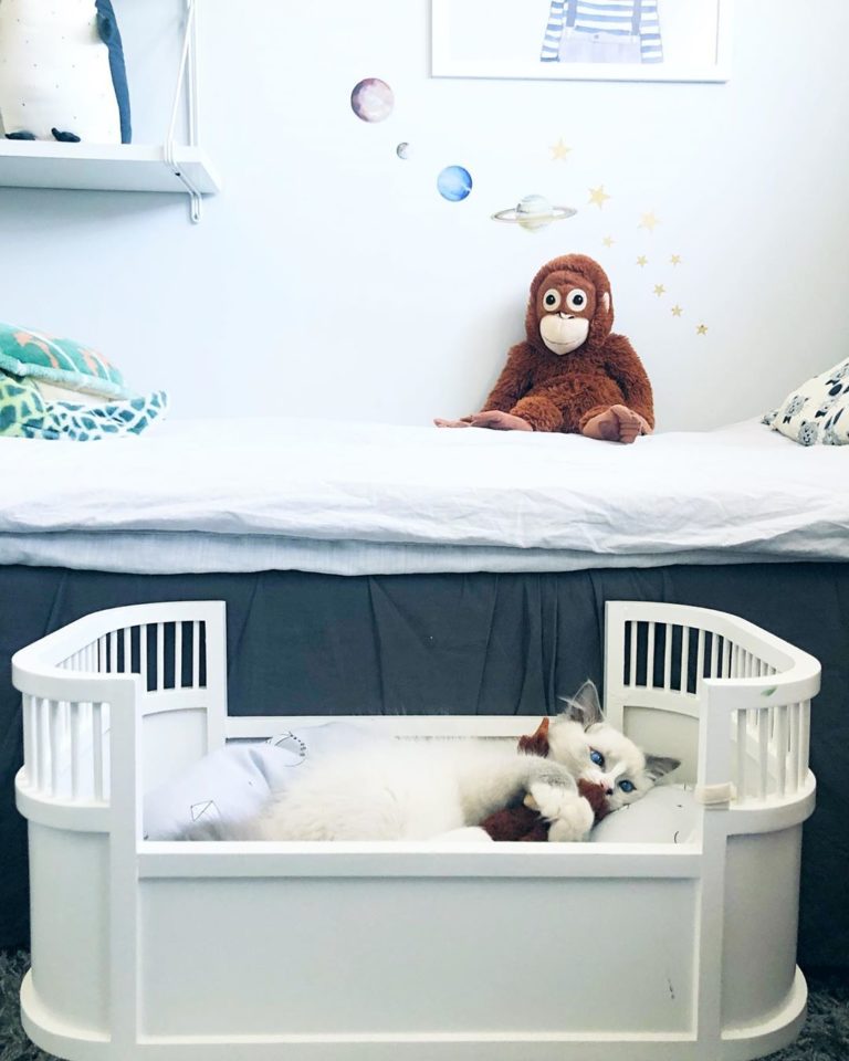 21 Ideas for Designing & Organizing a Cat Room Extra Space Storage