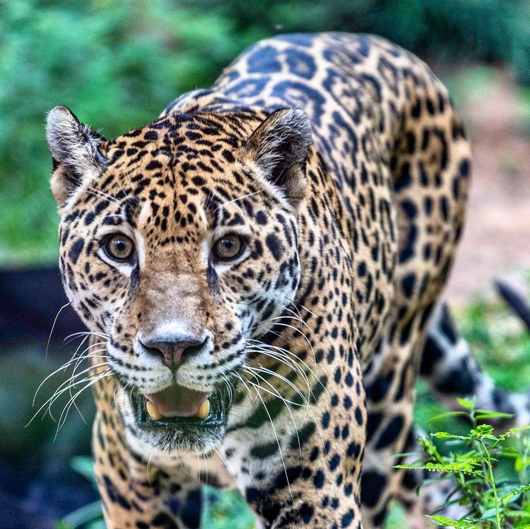 Close up of jaguar. Photo by Instagram user @ronmaff