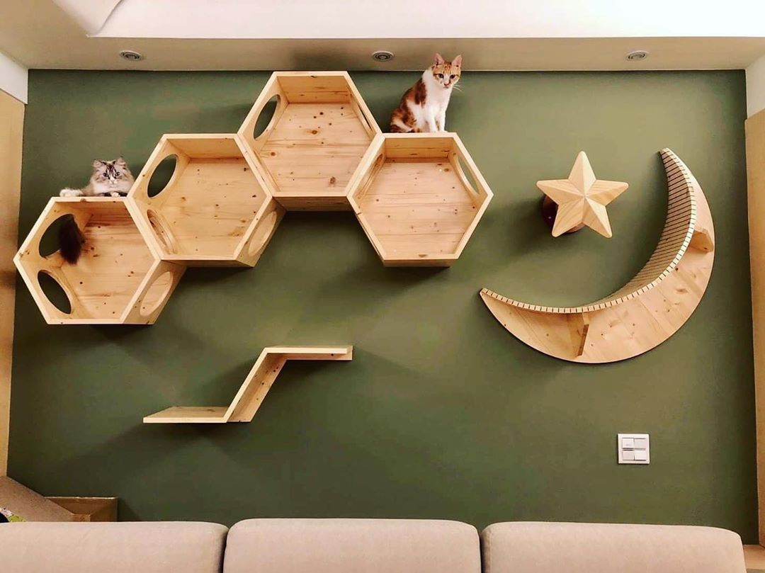 Cats sitting on wood hexagon cubbies hanging on wall. Photo by Instagram user @myzoodesign