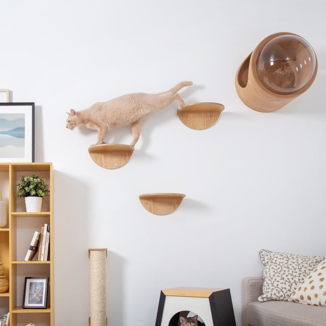 Cat running on wood stands attached to wall. Photo by Instagram user @myzoodesign