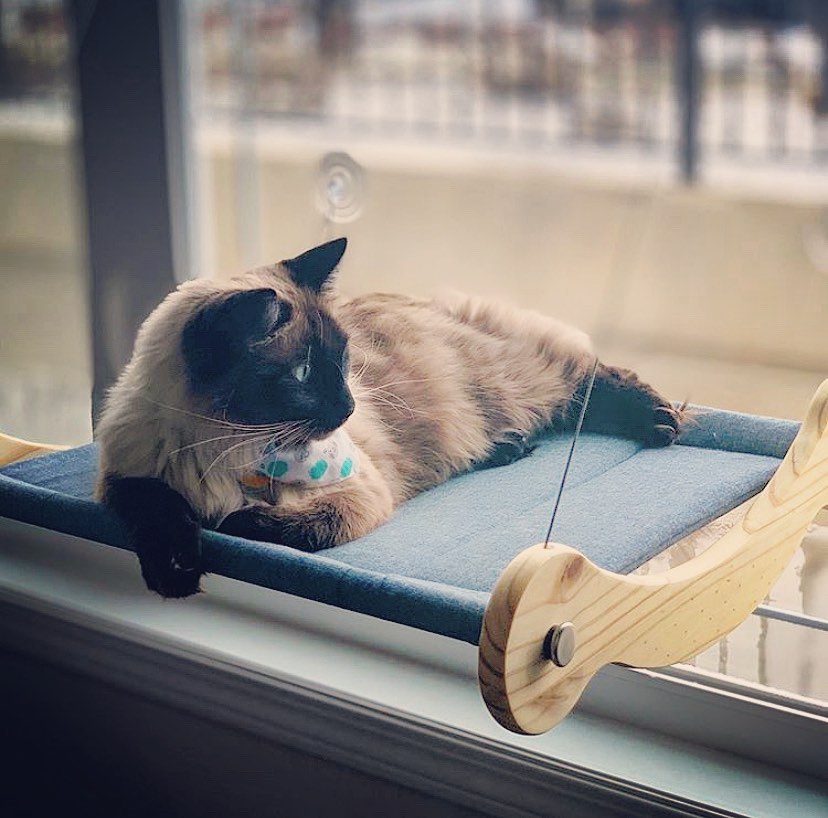 Cat sitting on bed attached to glass window. Photo by Instagram user @whiskersandpaws_pf