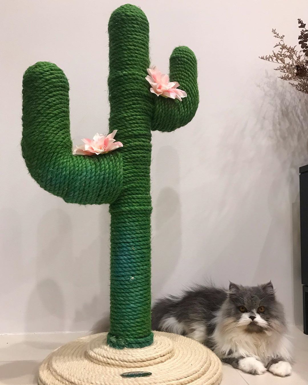 Cat sitting next to green cactus scratching post. Photo by Instagram user @maisythepersian