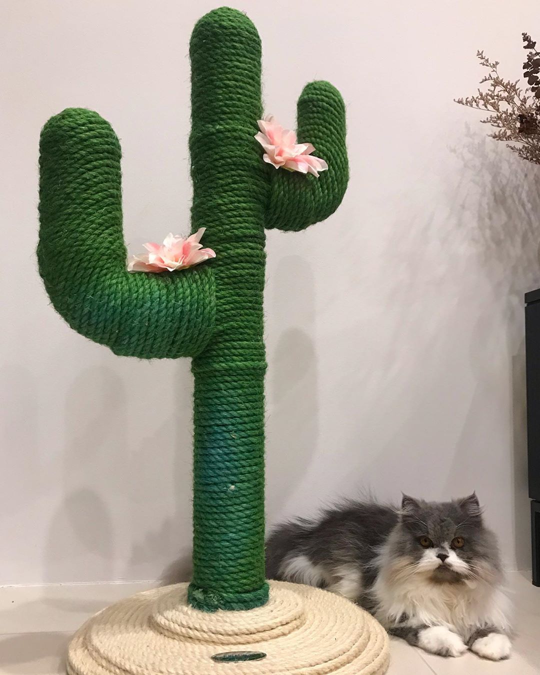 Cat sitting next to green cactus scratching post. Photo by Instagram user @maisythepersian