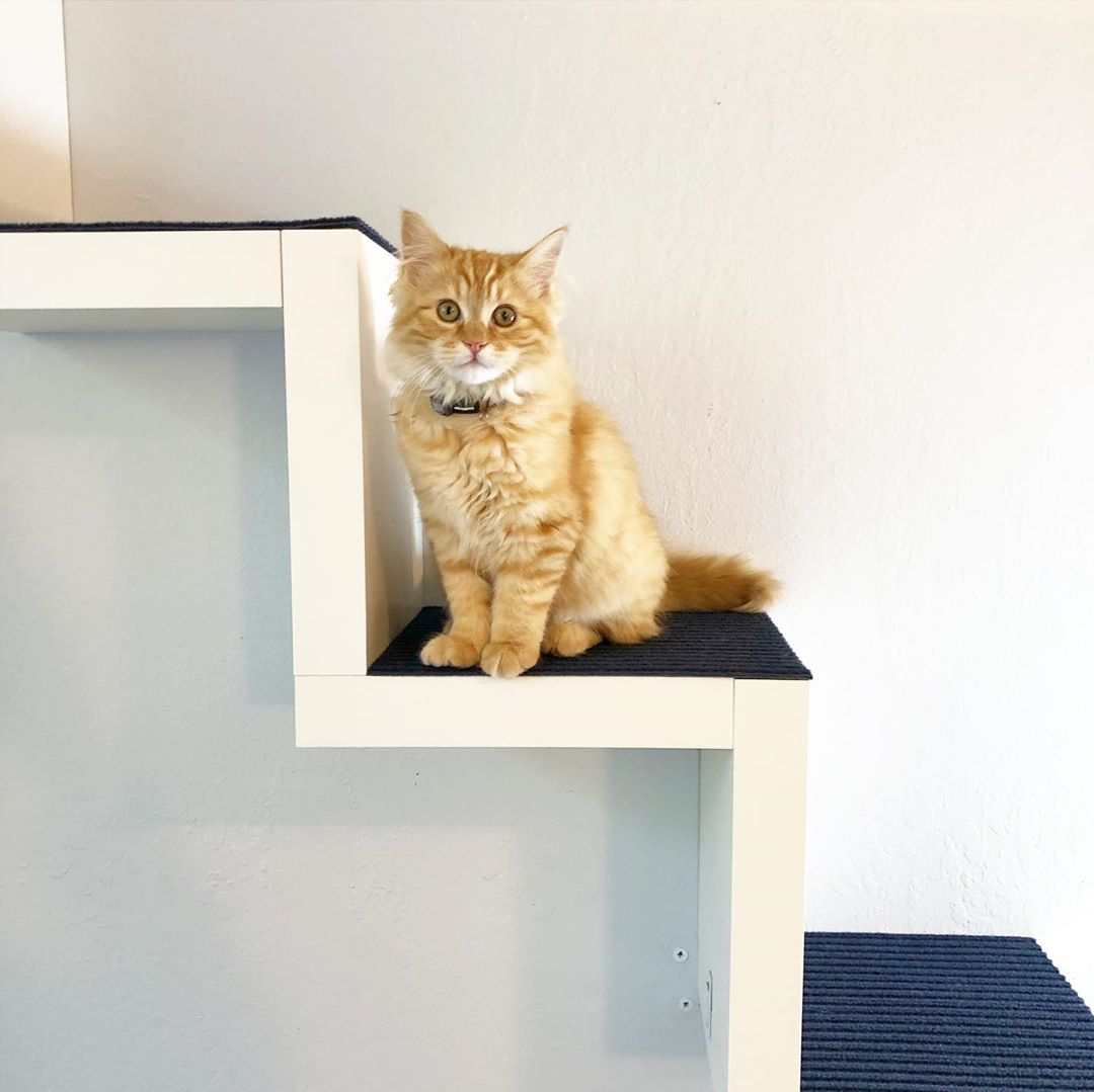 Orange kitty sitting on stairs. Photo by Instagram user @lemonade_mom