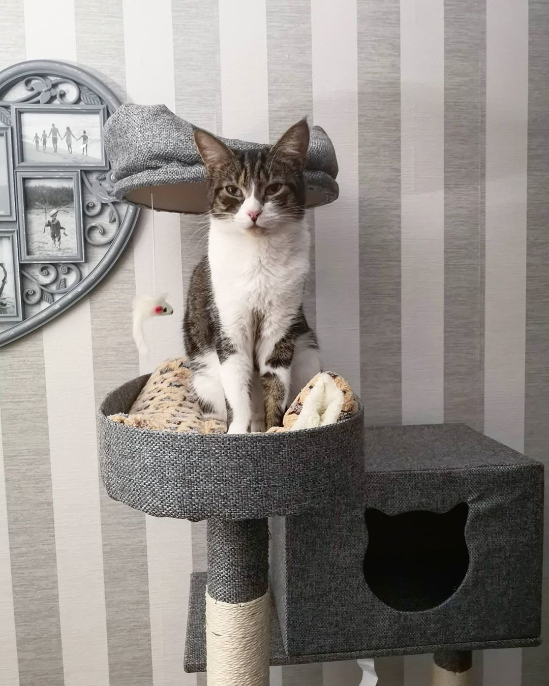 Gray and white cat sitting on gray canvas cat tree. Photo by Instagram user @mila.andthefelines