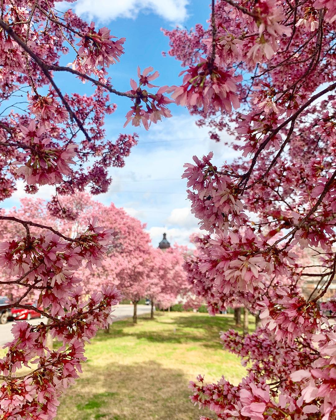 Close up of pink cherry blossom flowers. Photo by Instagram user @magscars