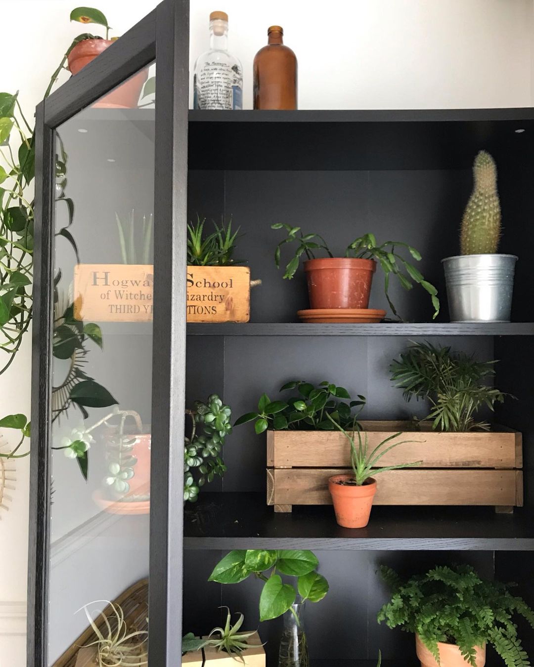 Home plants placed in cabinet with door. Photo by @cynthiadulude