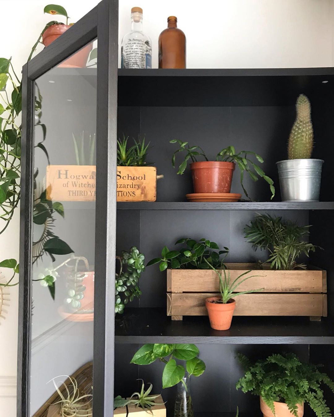 Houseplants inside cabinet. Photo by Instagram user @cynthiadulude