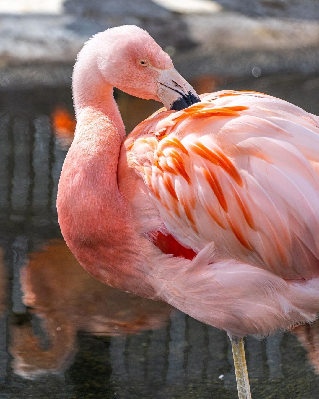 A flamingo in Roger Williams Park Zoo. Photo by Instagram user @carlytookthispic