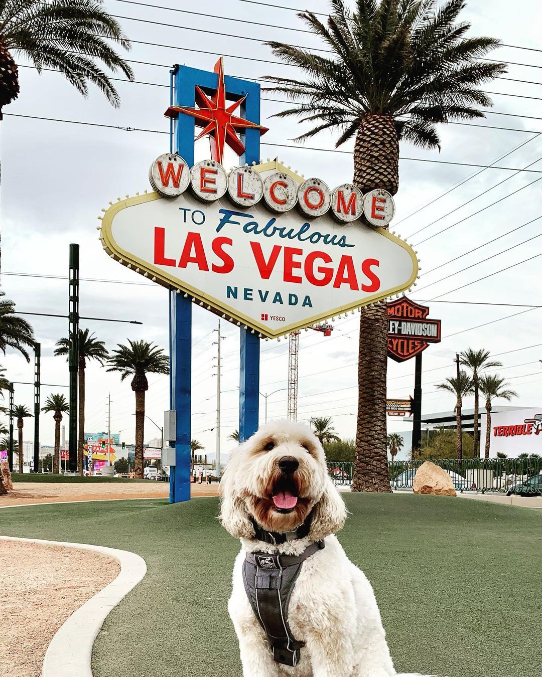 labradoodle standing in front of the "Welcome to Las Vegas" sign photo by Instagram user @mr.darcy_the_labradoodle