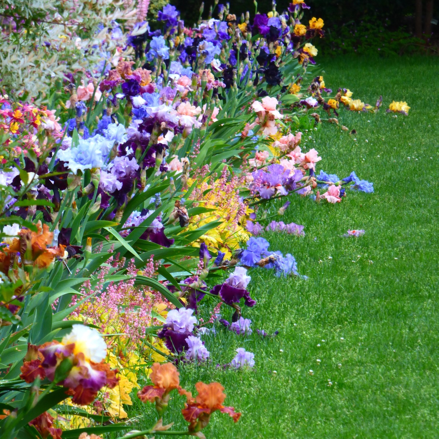 Perennial plant of bearded iris. Photo by @schreinersgardens