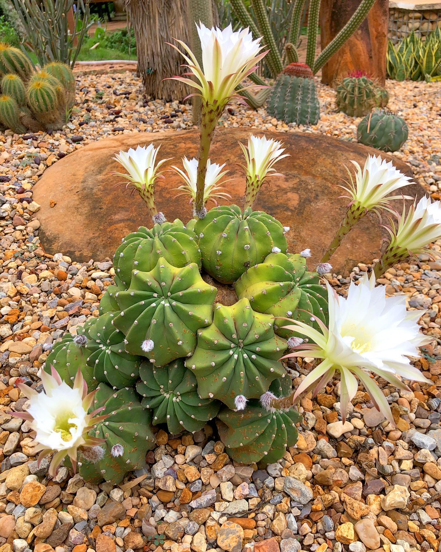 Xeriscaping to save water. Photo by @claudioferreirapaisagismo